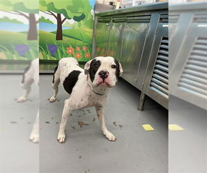 American Pit Bull Terrier-Unknown Mix Dogs for adoption in Waco, TX, USA