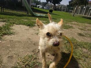 Malchi Dogs for adoption in Camarillo, CA, USA