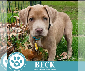 American Pit Bull Terrier-Unknown Mix Dogs for adoption in Kimberton, PA, USA