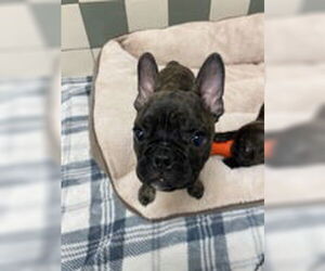 French Bulldog Dogs for adoption in Salinas, CA, USA