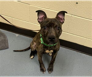 Mutt Dogs for adoption in Denver, CO, USA