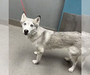 Huskies -Unknown Mix Dogs for adoption in Las Vegas, NV, USA