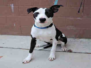 American Pit Bull Terrier-Whippet Mix Dogs for adoption in Bowling Green, OH, USA