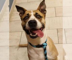 Akita-Unknown Mix Dogs for adoption in Woodbridge, VA, USA