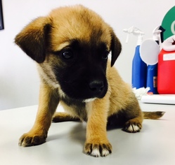 Medium Photo #1 Labrador Retriever-Unknown Mix Puppy For Sale in Christiana, TN, USA