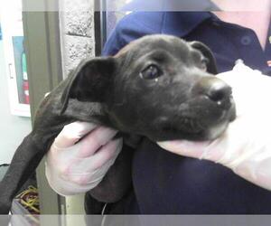 American Pit Bull Terrier-Unknown Mix Dogs for adoption in Tulsa, OK, USA