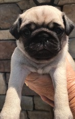 Medium Photo #1 Pug Puppy For Sale in Alta Loma, CA, USA
