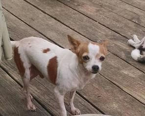 Chihuahua Dogs for adoption in Ft. Worth, TX, USA