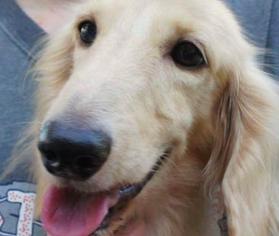 Dachshund Dogs for adoption in San Ramon, CA, USA