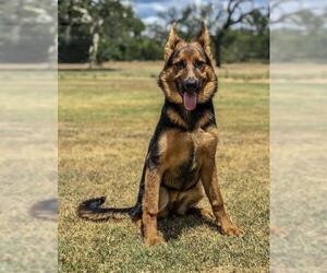 German Shepherd Dog Dogs for adoption in PIPE CREEK, TX, USA