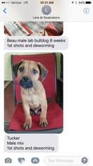 Black Mouth Cur Dogs for adoption in Brooksville, FL, USA