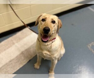 Labrador Retriever Dogs for adoption in Denver, CO, USA