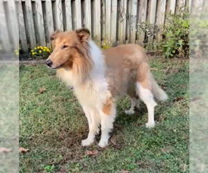 Collie Dogs for adoption in Chantilly, VA, USA