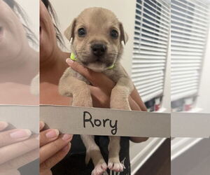 Mutt Dogs for adoption in New Orleans, LA, USA