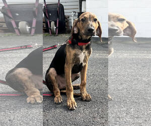 Mutt Dogs for adoption in Sterling, MA, USA