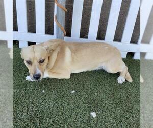 Cardigan Welsh Corgi-Labrador Retriever Mix Dogs for adoption in Modesto, CA, USA