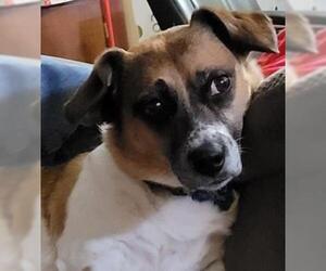 Beagle-Cardigan Welsh Corgi Mix Dogs for adoption in Wichita, KS, USA