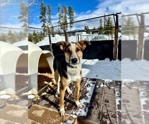 Border Collie-Unknown Mix Dogs for adoption in Frisco, CO, USA