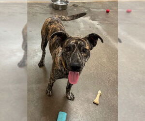 Catahoula Leopard Dog-Mountain Cur Mix Dogs for adoption in Mountain View, AR, USA