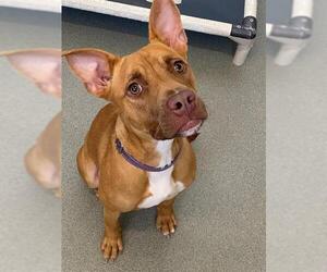American Pit Bull Terrier-Unknown Mix Dogs for adoption in Fayetteville, NC, USA