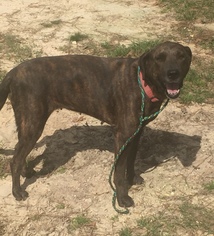 Catahoula Leopard Dog-Unknown Mix Dogs for adoption in Slidell, LA, USA