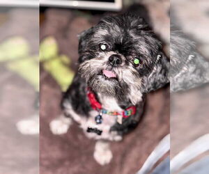 Shih Tzu Dogs for adoption in Middlesex, NC, USA