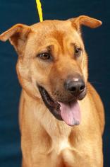 Chinese Shar-Pei Dogs for adoption in Johnson City, TN, USA