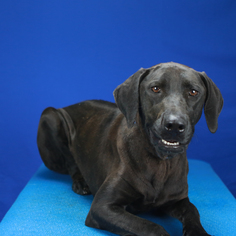 Rhodesian Ridgeback Dogs for adoption in Tupelo, MS, USA