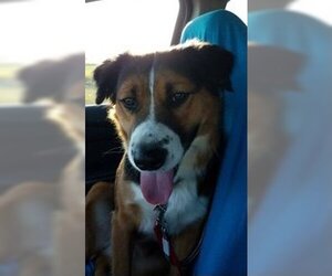 Akita-German Shepherd Dog Mix Dogs for adoption in La Mesa, CA, USA