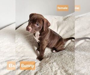 American Pit Bull Terrier-Unknown Mix Dogs for adoption in Calgary, Alberta, Canada