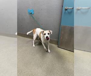 Labbe Dogs for adoption in Las Vegas, NV, USA