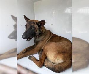 Mutt Dogs for adoption in Houston, TX, USA
