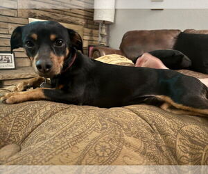 Chipin Dogs for adoption in Fort Collins, CO, USA