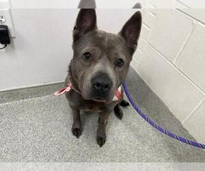 American Staffordshire Terrier-Unknown Mix Dogs for adoption in Fort Collins, CO, USA