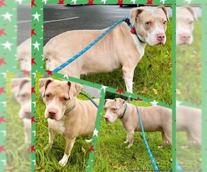 American Pit Bull Terrier Dogs for adoption in Derwood, MD, USA