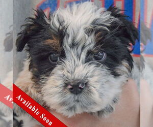 Mutt Dogs for adoption in Huntley, IL, USA