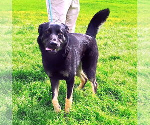 German Shepherd Dog-Unknown Mix Dogs for adoption in Pryor, OK, USA