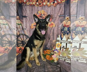 German Shepherd Dog Dogs for adoption in SHERBURNE, NY, USA