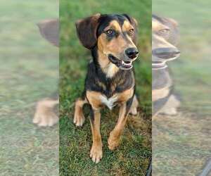 Mutt Dogs for adoption in White Bluff, TN, USA