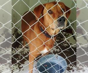 Labrador Retriever-Unknown Mix Dogs for adoption in Zanesville, OH, USA