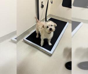 Rat Terrier-Unknown Mix Dogs for adoption in Fremont, CA, USA