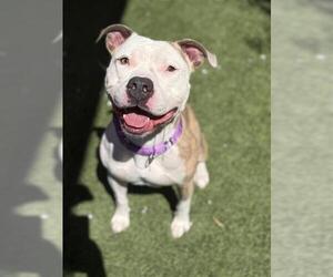 Mutt Dogs for adoption in Elk Grove, CA, USA