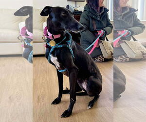 Greyhound Dogs for adoption in Cherry Hill, NJ, USA