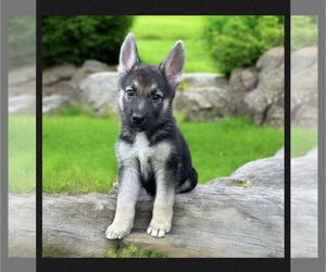 German Shepherd Dog Dogs for adoption in Menifee, CA, USA