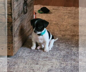 Shih Tzu-Unknown Mix Dogs for adoption in New London, WI, USA