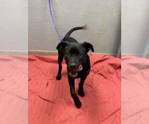 Labrador Retriever-Unknown Mix Dogs for adoption in Las Vegas, NV, USA