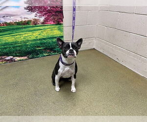 Faux Frenchbo Bulldog Dogs for adoption in Moreno Valley, CA, USA