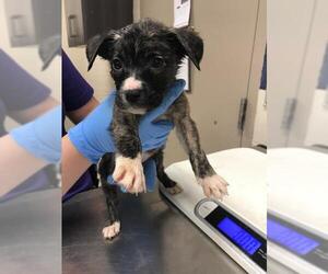 American Pit Bull Terrier-Unknown Mix Dogs for adoption in Conroe, TX, USA