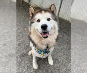- Mix Dogs for adoption in Woodland, CA, USA