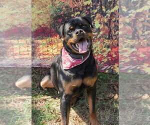 Rottweiler Dogs for adoption in Mooresville, NC, USA